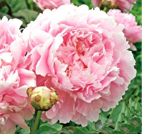 巨大輪咲き芍薬 シャクヤク ディナープレート ポット苗 苗 売買されたオークション情報 Yahooの商品情報をアーカイブ公開 オークファン Aucfan Com