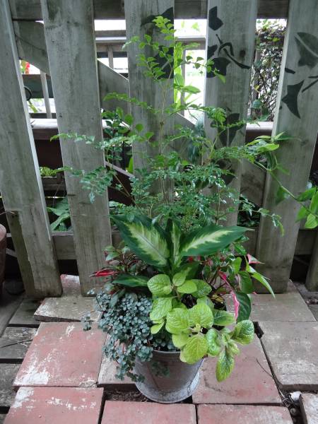 シマトネリコ観葉6種類寄せ植え 高さ60ｃｍ Junkブリキ鉢 その他 売買されたオークション情報 Yahooの商品情報をアーカイブ公開 オークファン Aucfan Com