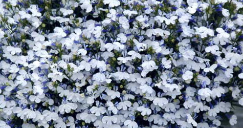 ロベリアリビエラ ブルースプラッシュの種 ペレット その他 売買されたオークション情報 Yahooの商品情報をアーカイブ公開 オークファン Aucfan Com