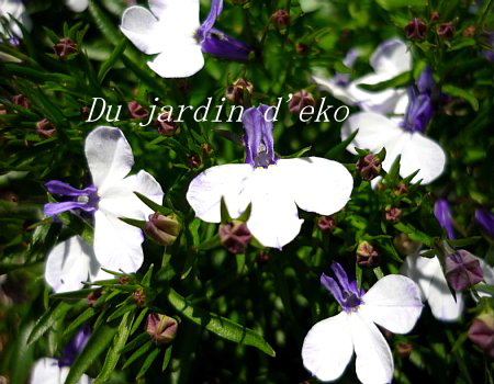 ロベリアリビエラ ブルースプラッシュの種 ペレット その他 売買されたオークション情報 Yahooの商品情報をアーカイブ公開 オークファン Aucfan Com