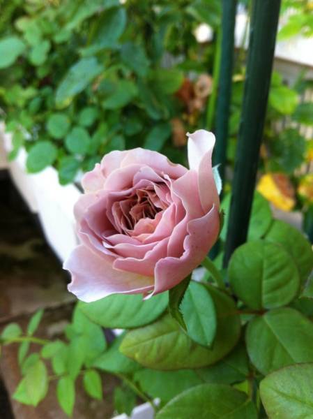 バラ切花品種 ジュリアベイビー バラ 売買されたオークション情報 Yahooの商品情報をアーカイブ公開 オークファン Aucfan Com