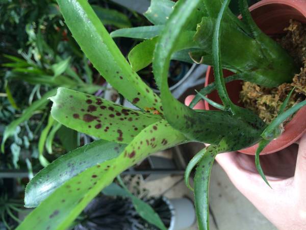 ネオレゲリア パウシフローラ Neoregelia Pauciflora アナナス 売買されたオークション情報 Yahooの商品情報をアーカイブ公開 オークファン Aucfan Com