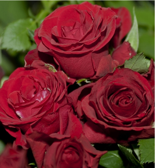 ミニバラ モルデフォーエバー 試験品種 黒バラ ４寸 バラ 売買されたオークション情報 Yahooの商品情報をアーカイブ公開 オークファン Aucfan Com