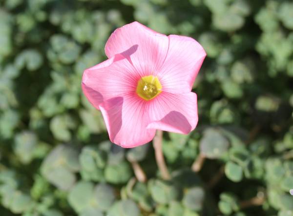 Oxalis Fergusoniae オキザリス フェルグソニアエ多肉葉ピンク花 オキザリス 売買されたオークション情報 Yahooの商品情報をアーカイブ公開 オークファン Aucfan Com