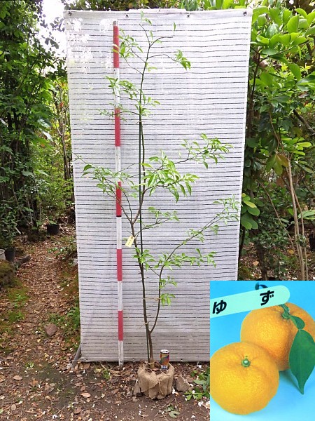 大苗 本柚子 本ゆず0センチ 柑橘類 みかん 植木 庭木 売買されたオークション情報 Yahooの商品情報をアーカイブ公開 オークファン Aucfan Com
