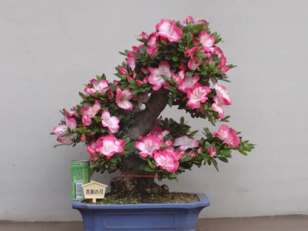 趣味のさつき 旧花の 品種 真如の月 花季皐月盆栽 皐月 さつき 売買されたオークション情報 Yahooの商品情報をアーカイブ公開 オークファン Aucfan Com