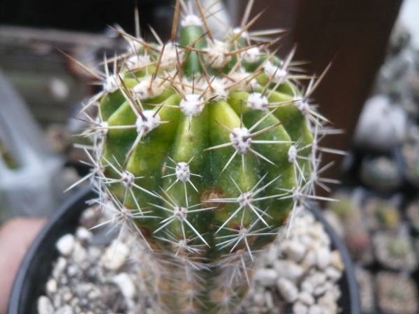 サボテン エキノプシス 花盛丸錦 サボテン 売買されたオークション情報 Yahooの商品情報をアーカイブ公開 オークファン Aucfan Com