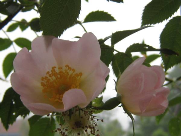 原種 ロサカニナ ドッグローズ ローズヒップの原料 種２５粒 その他 売買されたオークション情報 Yahooの商品情報をアーカイブ公開 オークファン Aucfan Com