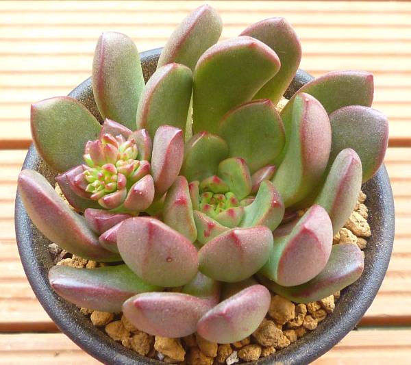 多肉植物 エケベリア バッシュフル ピンクルルビー サボテン 売買されたオークション情報 Yahooの商品情報をアーカイブ公開 オークファン Aucfan Com