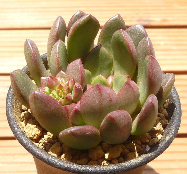 多肉植物 エケベリア バッシュフル ピンクルルビー サボテン 売買されたオークション情報 Yahooの商品情報をアーカイブ公開 オークファン Aucfan Com