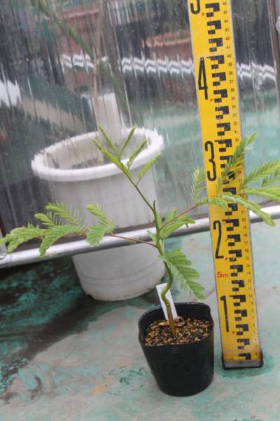 イエロージャカランダ 熱帯花木 マメ科 苗 売買されたオークション情報 Yahooの商品情報をアーカイブ公開 オークファン Aucfan Com