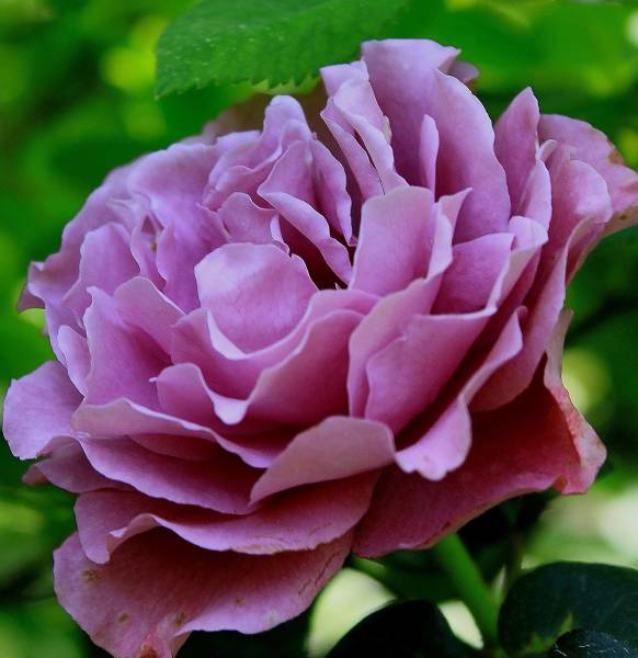 薔薇三昧 つるバラ エンジェルフェイス 接木新苗 バラ 売買されたオークション情報 Yahooの商品情報をアーカイブ公開 オークファン Aucfan Com