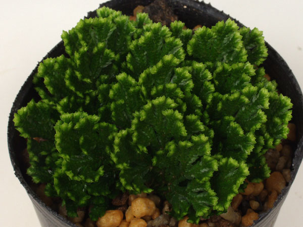 ウズハシダ 渦葉羊歯 緑の渦 シダ 山野草 盆栽添草 盆栽 売買されたオークション情報 Yahooの商品情報をアーカイブ公開 オークファン Aucfan Com