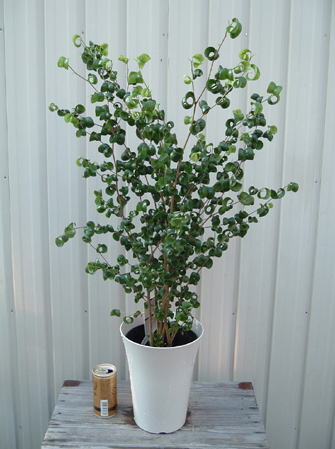 フィカス ベンジャミン バロック クルクル巻く葉が特徴 ベンジャミン 売買されたオークション情報 Yahooの商品情報をアーカイブ公開 オークファン Aucfan Com