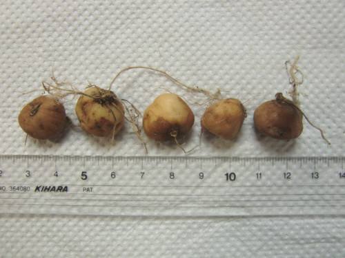 南アフリカ産アヤメ科球根 Ferraria Ferrariola フェラリア その他 売買されたオークション情報 Yahooの商品情報をアーカイブ公開 オークファン Aucfan Com