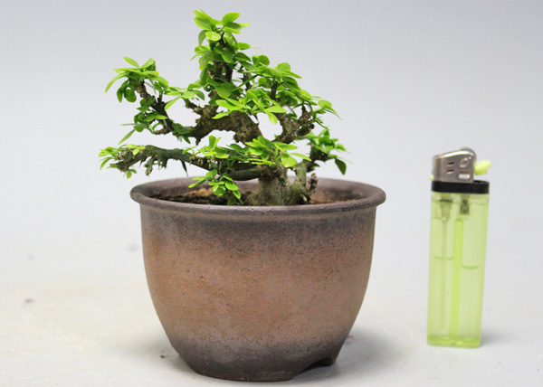 八房 雲竜カラタチ ミニ盆栽 その他 売買されたオークション情報 Yahooの商品情報をアーカイブ公開 オークファン Aucfan Com