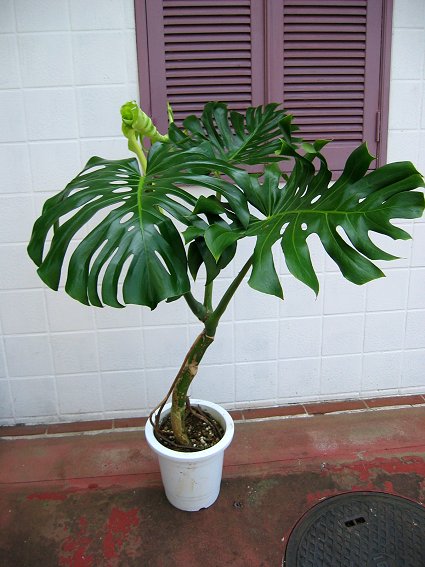 根上がり 立派なモンステラ8号きれいな葉 3 モンステラ 売買されたオークション情報 Yahooの商品情報をアーカイブ公開 オークファン Aucfan Com