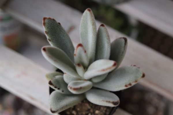 多肉植物 月兎耳 ツキトジ 抜き苗 サボテン 売買されたオークション情報 Yahooの商品情報をアーカイブ公開 オークファン Aucfan Com