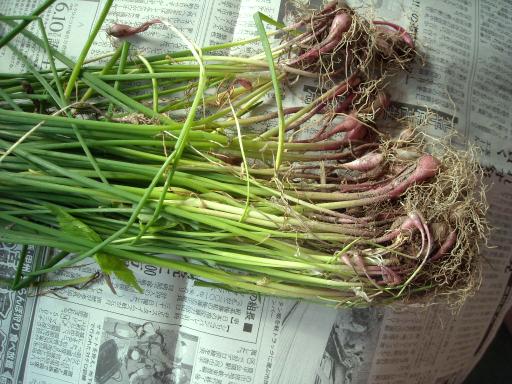 送料激安 植えっぱなし 毎年収穫 アサツキの球根５０球 その他 売買されたオークション情報 Yahooの商品情報をアーカイブ公開 オークファン Aucfan Com