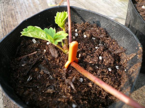 いちご ランナーピン 固定ピン １０個 他在庫あり その他 売買されたオークション情報 Yahooの商品情報をアーカイブ公開 オークファン Aucfan Com