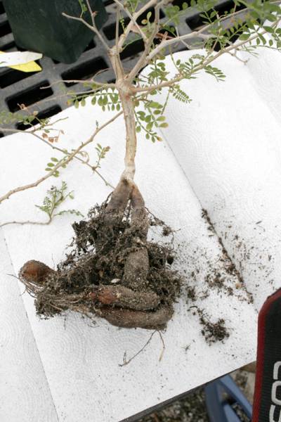 オペルクリカリア パキプス 実生 抜苗発送 サボテン 売買されたオークション情報 Yahooの商品情報をアーカイブ公開 オークファン Aucfan Com