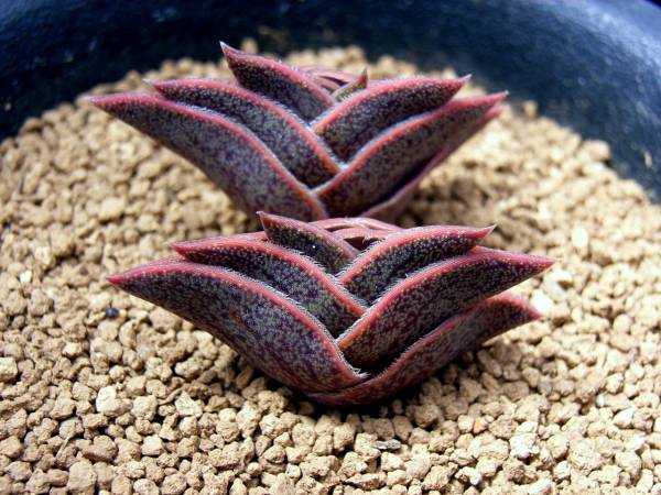 ナビクラリス トラデスカンチア 多肉植物 サボテン サボテン 売買されたオークション情報 Yahooの商品情報をアーカイブ公開 オークファン Aucfan Com