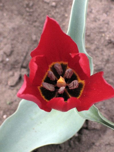 山野草 原種チューリップ 種子 ツリパ アルメナ その他 売買されたオークション情報 Yahooの商品情報をアーカイブ公開 オークファン Aucfan Com