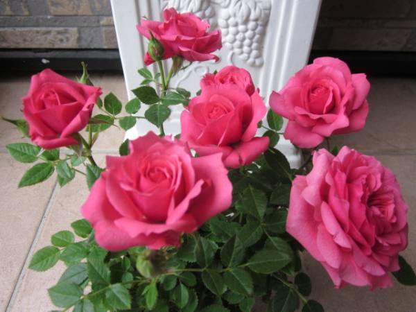 スターローズ ピンク オランダのミニバラ 四季咲き バラ 売買されたオークション情報 Yahooの商品情報をアーカイブ公開 オークファン Aucfan Com