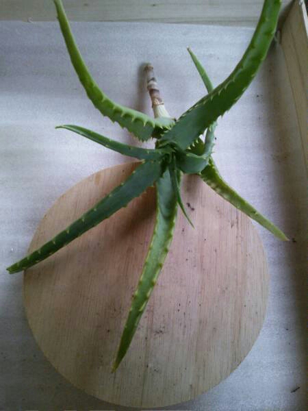 自家栽培 キダチアロエ 挿し木用 アロエ 売買されたオークション情報 Yahooの商品情報をアーカイブ公開 オークファン Aucfan Com