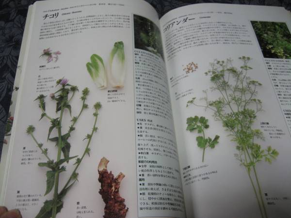 ハーブ図鑑 １１０ 野草 植物 売買されたオークション情報 Yahooの商品情報をアーカイブ公開 オークファン Aucfan Com
