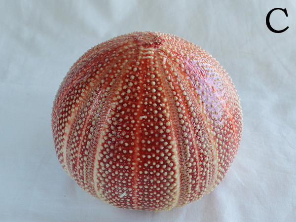 特大 レインボーウニの殻１個 C 貝シェル うにランプ 科学 自然 売買されたオークション情報 Yahooの商品情報をアーカイブ公開 オークファン Aucfan Com