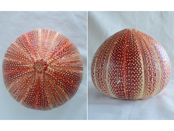 特大 レインボーウニの殻１個 C 貝シェル うにランプ 科学 自然 売買されたオークション情報 Yahooの商品情報をアーカイブ公開 オークファン Aucfan Com