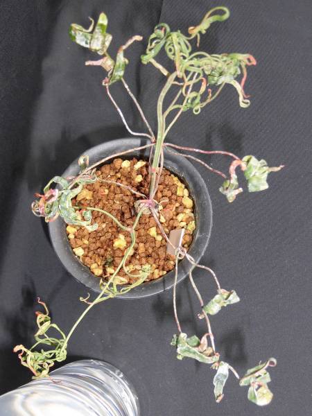 錦糸南天 折鶴筏2 古典植物 琴糸南天 山野草 珍品 南天 その他 売買されたオークション情報 Yahooの商品情報をアーカイブ公開 オークファン Aucfan Com