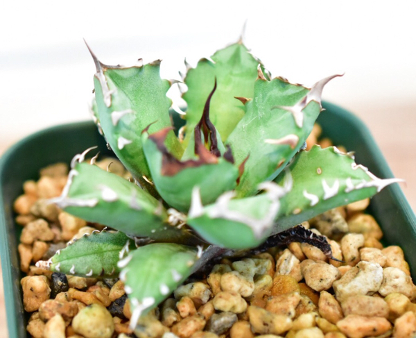 アガベ チタノタ ドワーフ Agave Titanota Dwarf アガベ 売買されたオークション情報 Yahooの商品情報をアーカイブ公開 オークファン Aucfan Com