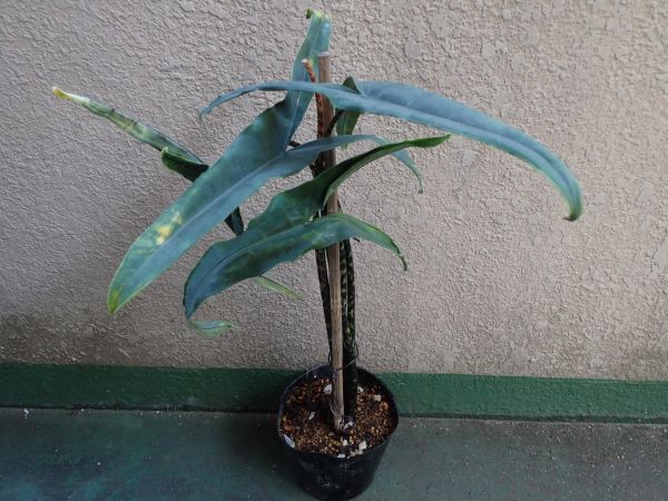 アロカシア ティグリナ フィリピン固有種 やや大型サトイモ科 観葉植物 売買されたオークション情報 Yahooの商品情報をアーカイブ公開 オークファン Aucfan Com