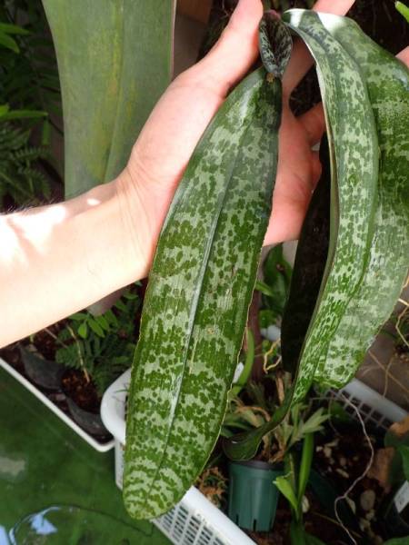 ファレノプシス シレリアナ B 胡蝶蘭 着生ラン ラン 売買されたオークション情報 Yahooの商品情報をアーカイブ公開 オークファン Aucfan Com