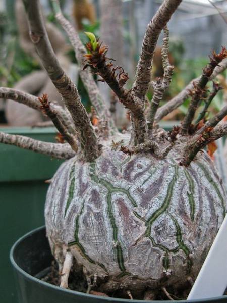 種子5粒 Bombax Rodognaphalon ボンバックス 多肉 塊根 サボテン 売買されたオークション情報 Yahooの商品情報をアーカイブ公開 オークファン Aucfan Com