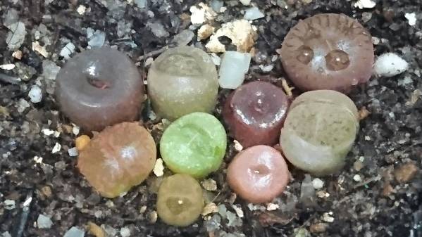 33 多肉植物 リトープス １から育てる実生発芽苗 宝石箱 土ごと発送 15 サボテン 売買されたオークション情報 Yahooの商品情報をアーカイブ公開 オークファン Aucfan Com