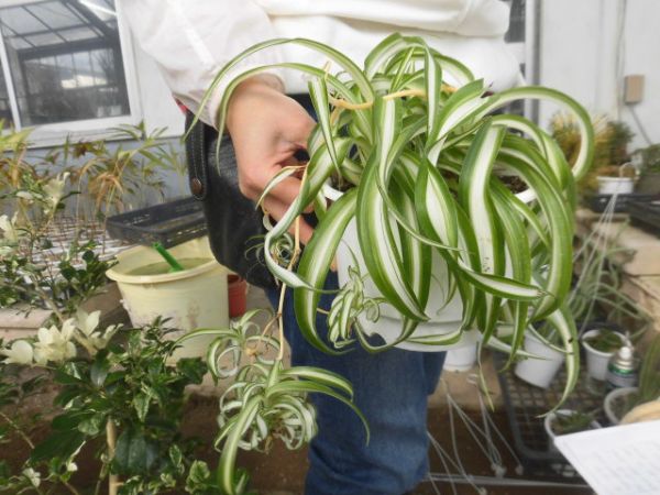 ｋｎ オリヅルラン ボニー 観葉植物 売買されたオークション情報 Yahooの商品情報をアーカイブ公開 オークファン Aucfan Com