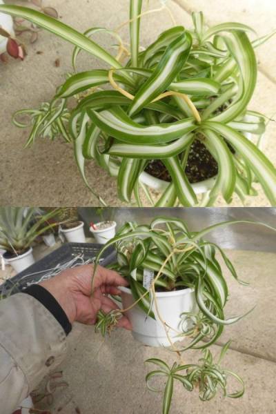 ｋｎ オリヅルラン ボニー 観葉植物 売買されたオークション情報 Yahooの商品情報をアーカイブ公開 オークファン Aucfan Com