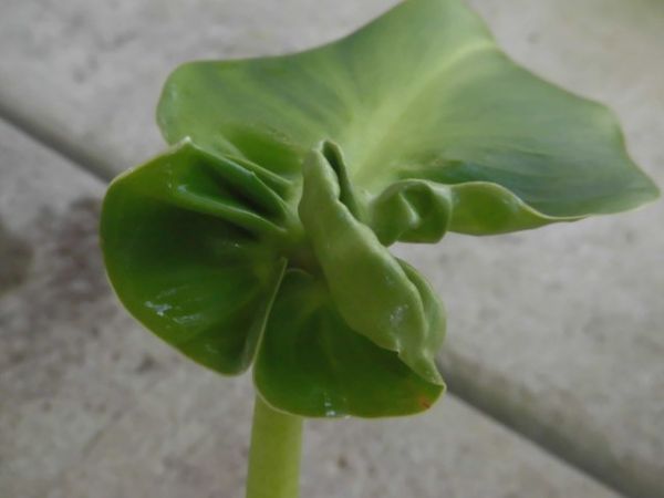 ｋｎ 1円 フィロデンドロン ルゴーサム マハーラージャ その他 売買されたオークション情報 Yahooの商品情報をアーカイブ公開 オークファン Aucfan Com