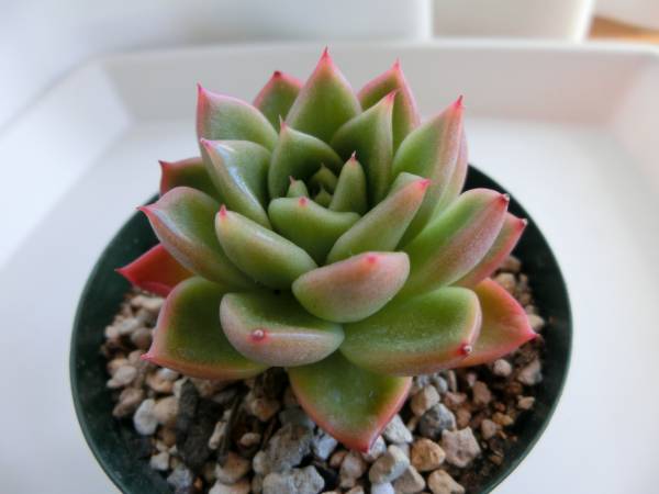 多肉植物 エケベリア属 ギルバ 観葉植物 売買されたオークション情報 Yahooの商品情報をアーカイブ公開 オークファン Aucfan Com