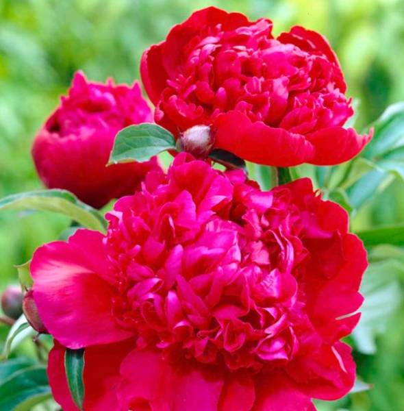 芍薬 シャクヤク ピオニー インスペクターラバーン ポット苗 M その他 売買されたオークション情報 Yahooの商品情報をアーカイブ公開 オークファン Aucfan Com