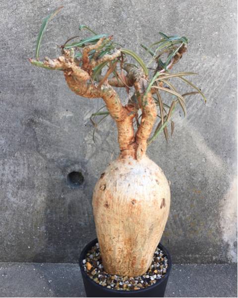 特大株 アデニウム ソマレンセ Adenium Somalense 塊根 コーデックス サボテン 輸入株 その他 売買されたオークション情報 Yahooの商品情報をアーカイブ公開 オークファン Aucfan Com