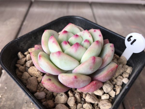 多肉植物 アリエル No61 サボテン 売買されたオークション情報 Yahooの商品情報をアーカイブ公開 オークファン Aucfan Com