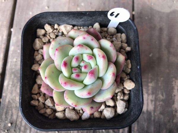 多肉植物 アリエル No61 サボテン 売買されたオークション情報 Yahooの商品情報をアーカイブ公開 オークファン Aucfan Com