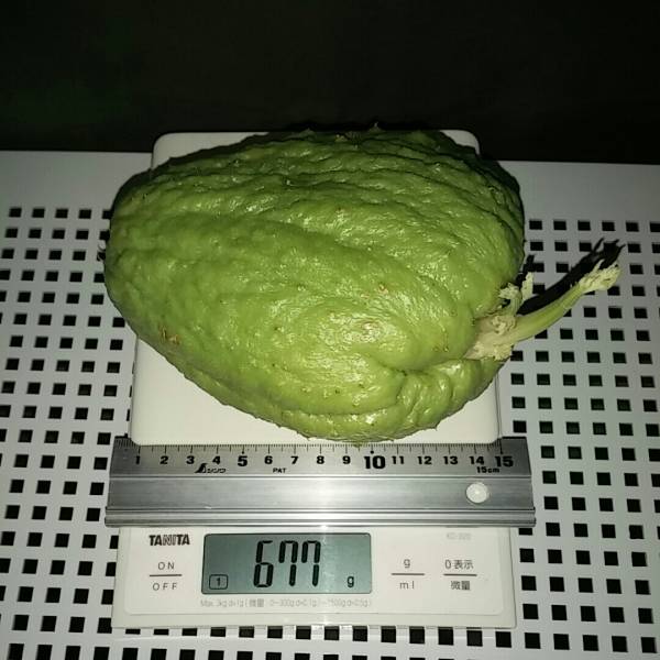 はやとうり 苗用種ウリ 特大の大粒 限定数3 発芽済 状態良好 春に栽培開始 隼人瓜 希望者には大径ビニールポット無料 差し上げます 野菜 売買されたオークション情報 Yahooの商品情報をアーカイブ公開 オークファン Aucfan Com