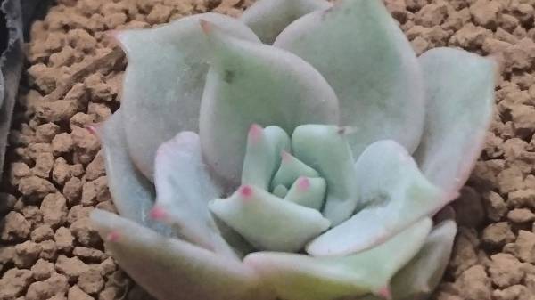 ミニエケsale 1429 多肉植物 エケベリア ローラ錦 の葉挿しからの子 サボテン 売買されたオークション情報 Yahooの商品情報をアーカイブ公開 オークファン Aucfan Com