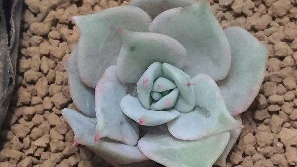 ミニエケsale 1429 多肉植物 エケベリア ローラ錦 の葉挿しからの子 サボテン 売買されたオークション情報 Yahooの商品情報をアーカイブ公開 オークファン Aucfan Com