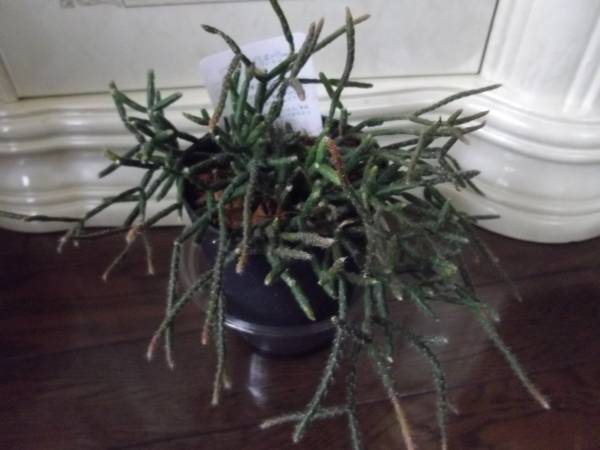 リプサリス バルチェリー 室内観葉植物 サボテン 売買されたオークション情報 Yahooの商品情報をアーカイブ公開 オークファン Aucfan Com